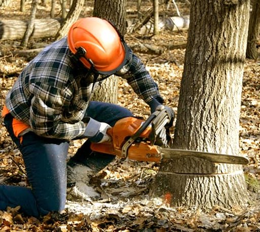 Tree Removal in Mountain Park, OK